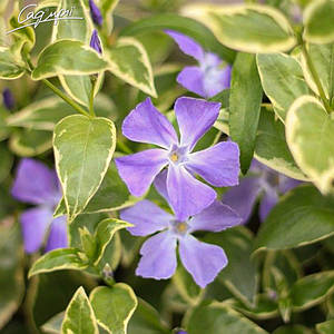 Барвінок великий 'Variegata', в горщику 9х9х10см