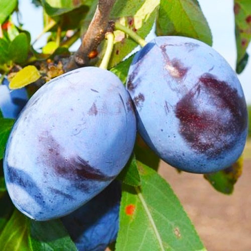 Слива Чачацька ліпотика (середньостигла)