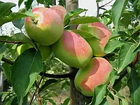 Саджанці яблуні Сари Сінап