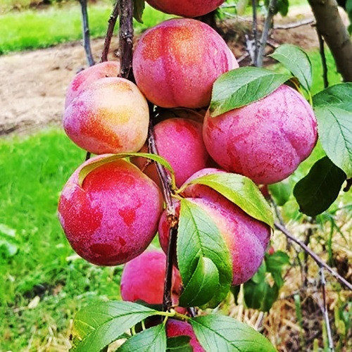 Слива диплоїдна Аутумн Гігант (пізня), фото 1