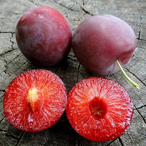 Слива диплоїдна Старкінг Делішес (середньо-пізня), фото 1