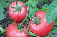 Томат Пинк Харт F1 семена высокорослого розового гибрида томата с высокой однородностью плодов