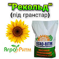 Семена подсолнечника Рекольд. Премиум фракция. Под Гранстар.