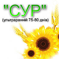 Насіння раннього соняшнику Сур. Вегетація 75 днів. Сортовий соняшник