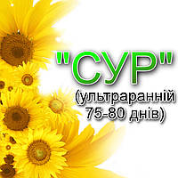 Насіння соняшнику СУР. Ранньостиглий соняшник - 75 днів вегетація. Екстра фракція.