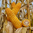 Насіння кукурудзи ЕС Перспектив Lidea — ФАО 240, фото 2