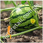 Фіксатор для стебла рослин 100 шт., фото 9