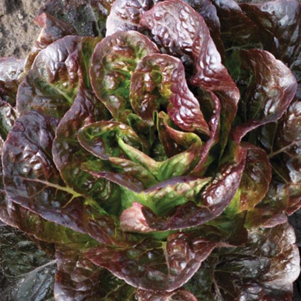 Салат Дубовий листовий червоний Hortus 2 г