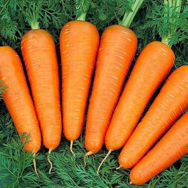Морква Канада F1 Bejo 2 г, фото 1