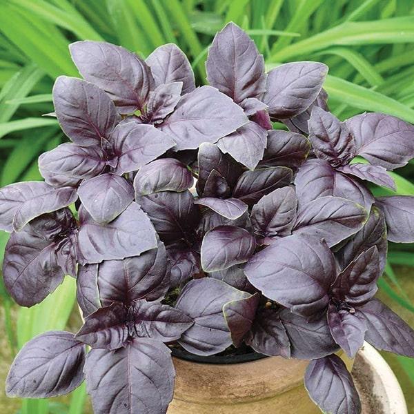 Базилік фіолетовий Червоний рубін 0,3 г Професійне насіння, фото 1