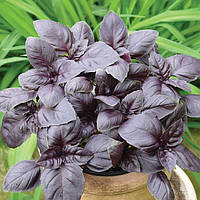 Базилік фіолетовий Червоний рубін 0,3 г Професійне насіння