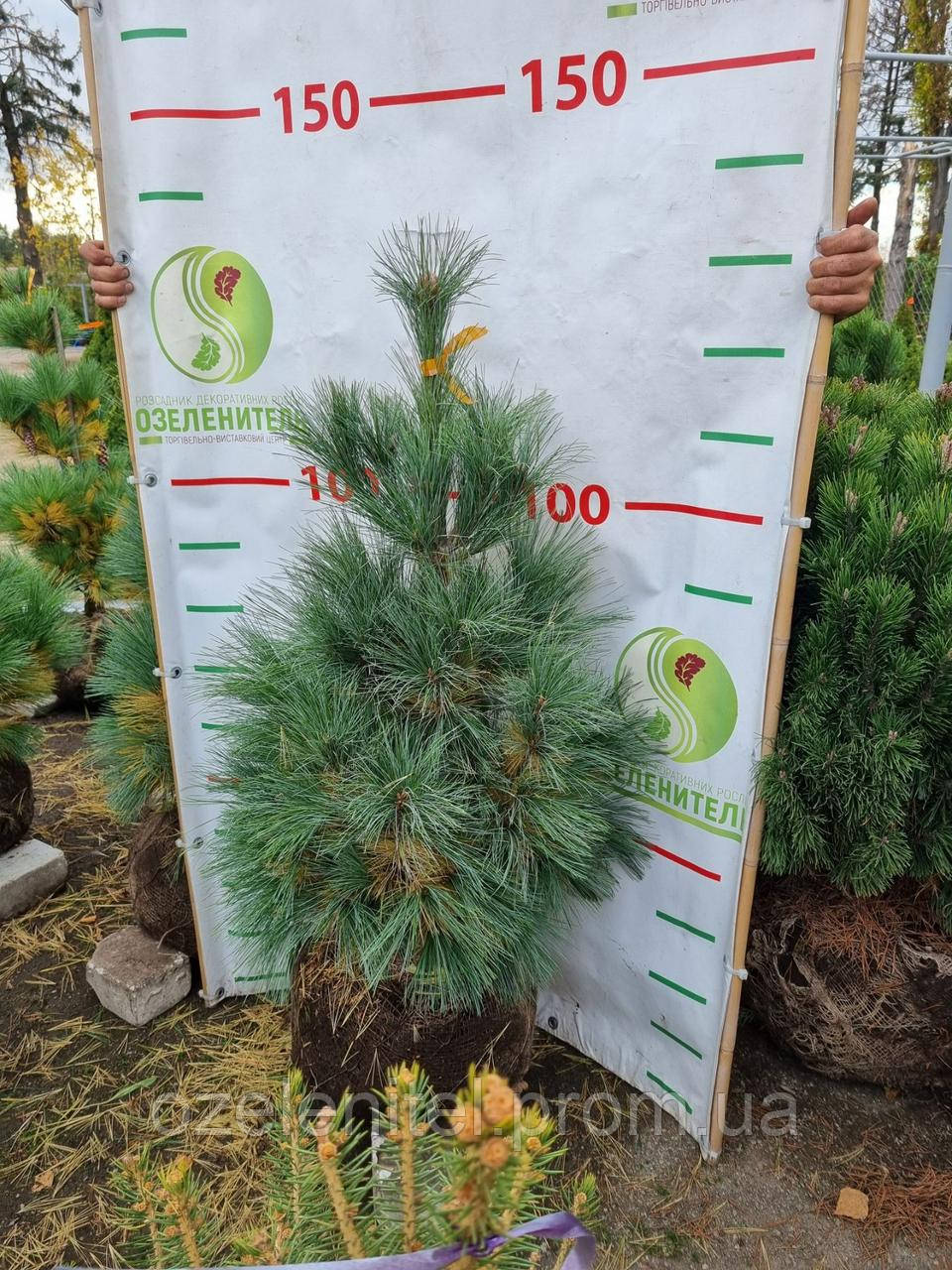 Сосна шверина Вітхорст "Pinus schwerinii Wiethorst"