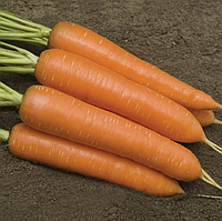 Морква МОНАНТА F1 | MONANTA F1 Rijk Zwaan 1000 грам