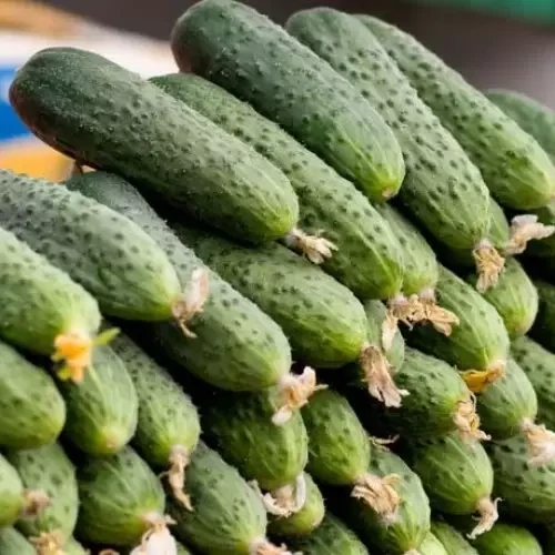 Насіння огірок Спіно 10шт