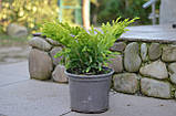 Ялівець горизонтальний Лайм Глоу P9 (Juniperus horizontalis Lime Glow), фото 5