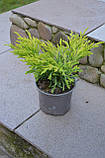 Ялівець горизонтальний Лайм Глоу P9 (Juniperus horizontalis Lime Glow), фото 6