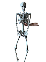 Анатомічний скелет людини велика модель скелета 180см