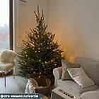 ЖИВА НОВОРІЧНА ЯЛИНА, ЗВИЧАЙНА, ВИСОТА 1.25 - 1.50 м. З АВСТРІЇ ТА ДАНІЇ, фото 5