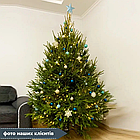 ЖИВА НОВОРІЧНА ЯЛИНА, ЗВИЧАЙНА, ВИСОТА 1.5-1.75 м. З АВСТРІЇ ТА ДАНІЇ, фото 5