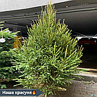 ЖИВА НОВОРІЧНА ЯЛИНА, ЗВИЧАЙНА, ВИСОТА 1.5-1.75 м. З АВСТРІЇ ТА ДАНІЇ, фото 6