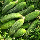 Насіння Огірок партенокарпічний Бест Селлер F1 10 шт., СМ, фото 3