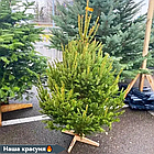 ЖИВА НОВОРІЧНА ЯЛИНА, ЗВИЧАЙНА, ВИСОТА 1.25 - 1.50 м. З АВСТРІЇ ТА ДАНІЇ, фото 6