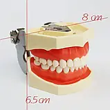 Модель стоматологічна  тренувальна для фантома, фото 2