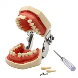 Модель стоматологічна  тренувальна для фантома, фото 3