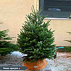 ЖИВА НОВОРІЧНА ЯЛИНА НОРДМАНА, ВИСОТА 1.5-1.75 м. З АВСТРІЇ ТА ДАНІЇ, фото 7