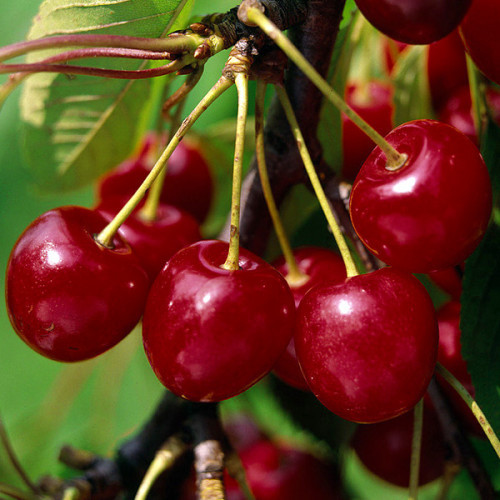 Вишня Балатон (пізня), фото 1