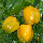 Насіння Перець Солодкий Гігант Озарк Жовтий 30 шт СМ, фото 3
