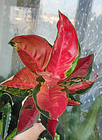 Аглаонема Ред стар (Aglaonema Red star, Червона зірка)