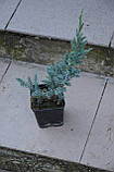 Ялівеь лускатий Мейєрі Р9 (Juniperus squamata Meyeri), фото 4