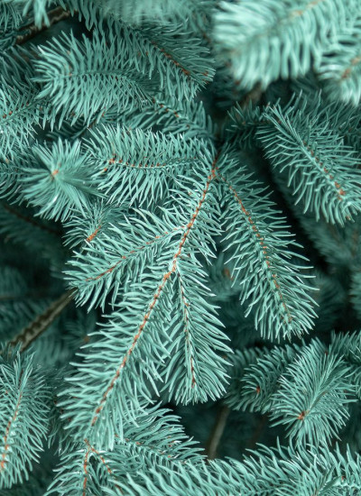 Искусственная елка 1.5 м Коваливская, классическая елка новогодняя искусственная натуральная голубая 150 см - фото 5 - id-p2016040461