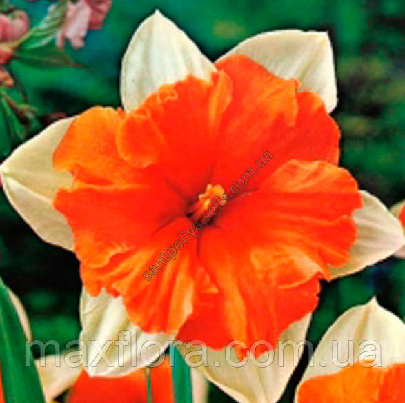 Нарциз ORANGERY 08/10, фото 1