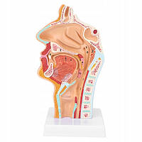 Анатомическая модель горла и полости носа человека