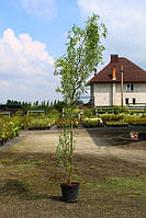 Ива вавилонская Тортуоза Salix babylonica 'Tortuosa' с 10 h 180-200