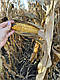 Насіння кукурудзи АНДРЕС (ФАО 350), ТОВ "ТК Арт-Агро", Україна, фото 3