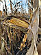 Насіння кукурудзи АНДРЕС (ФАО 350), ТОВ "ТК Арт-Агро", Україна, фото 4