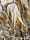 Насіння кукурудзи АНДРЕС (ФАО 350), ТОВ "ТК Арт-Агро", Україна, фото 5