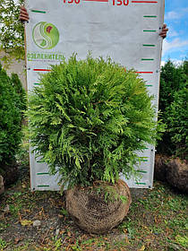 Туя західна шаровидна Селена /Thuja occidentalis Selena 0.5м