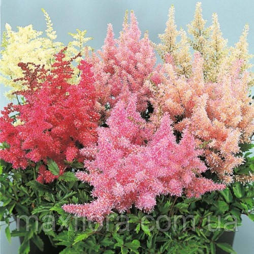 Астильба суміш 1/2n, 10 шт., фото 1
