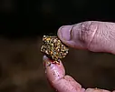 NashBait Scopex squid cultured Stick Mix Moist 200g, фото 8