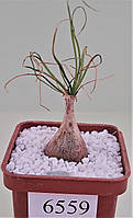 Орнітогалум ORNITHOGALUM ssp. Namibia /6559/ D20mm grown from seeds