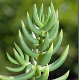 Красула Тетрагона вкорінений живець, Crassula tetragona, фото 4