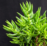 Красула Тетрагона вкорінений живець, Crassula tetragona, фото 5