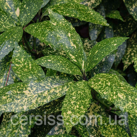 Аукуба японська вкорінений живець, Aucuba japonica Gold Dust
