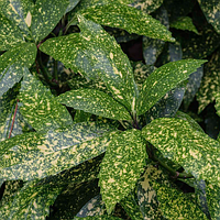 Аукуба японська вкорінений живець, Aucuba japonica Gold Dust