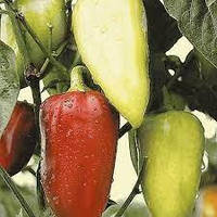 Перець Хаскі F1 8 шт, Садиба центр