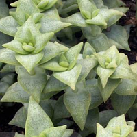 Крассула Перфората, Crassula Perforata